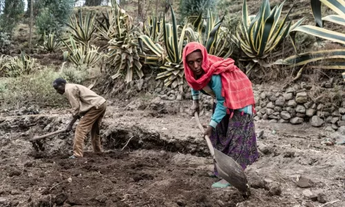 Zemuye Yimer and husband dig a new piece of land where they plan to plant crops