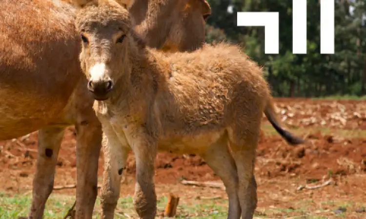 Little Donkey
