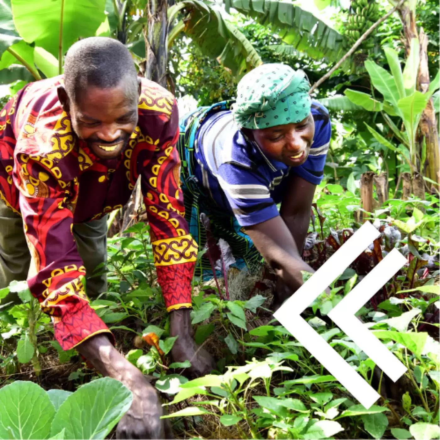 Ripple Effect farmers tending to their vegetable patch