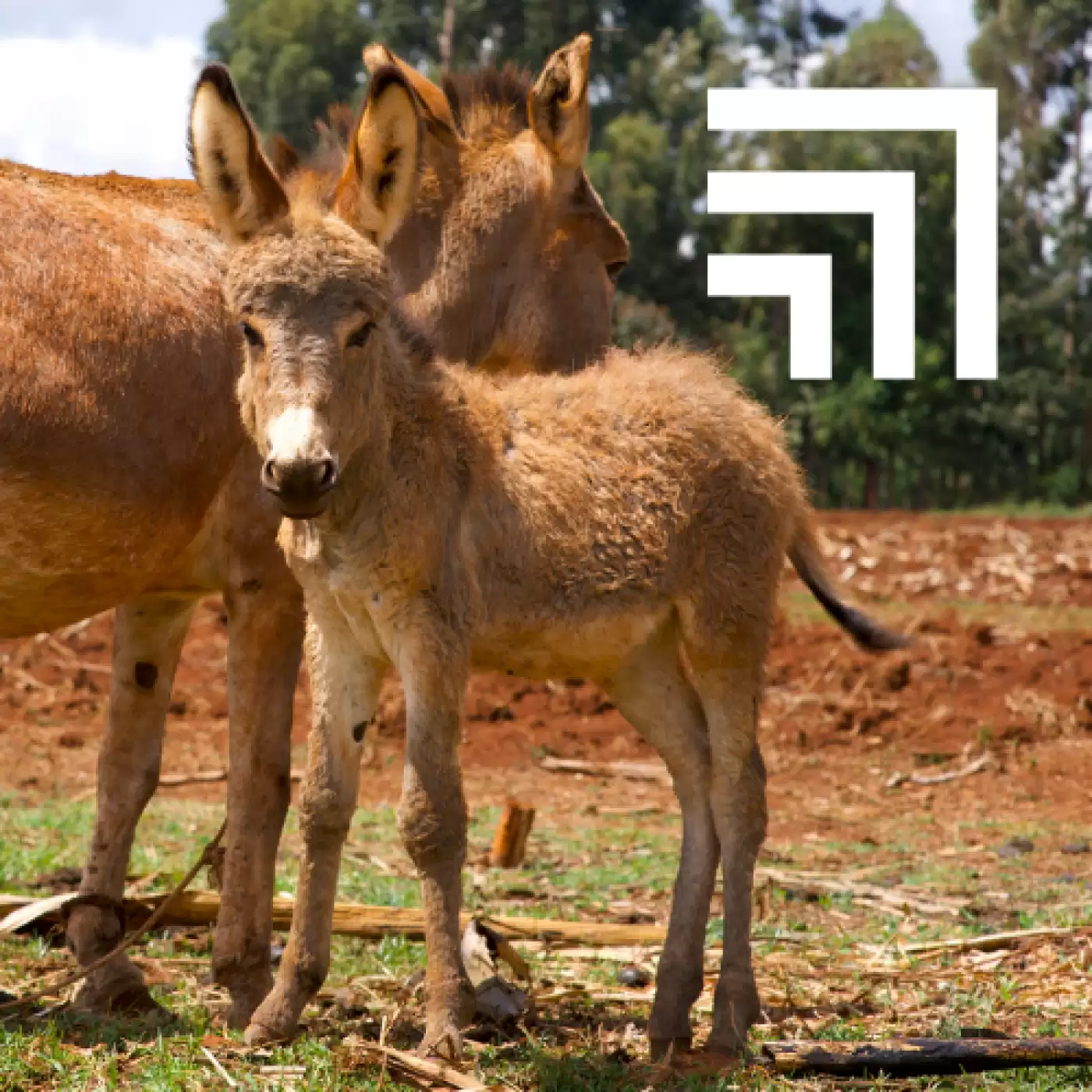 Little Donkey