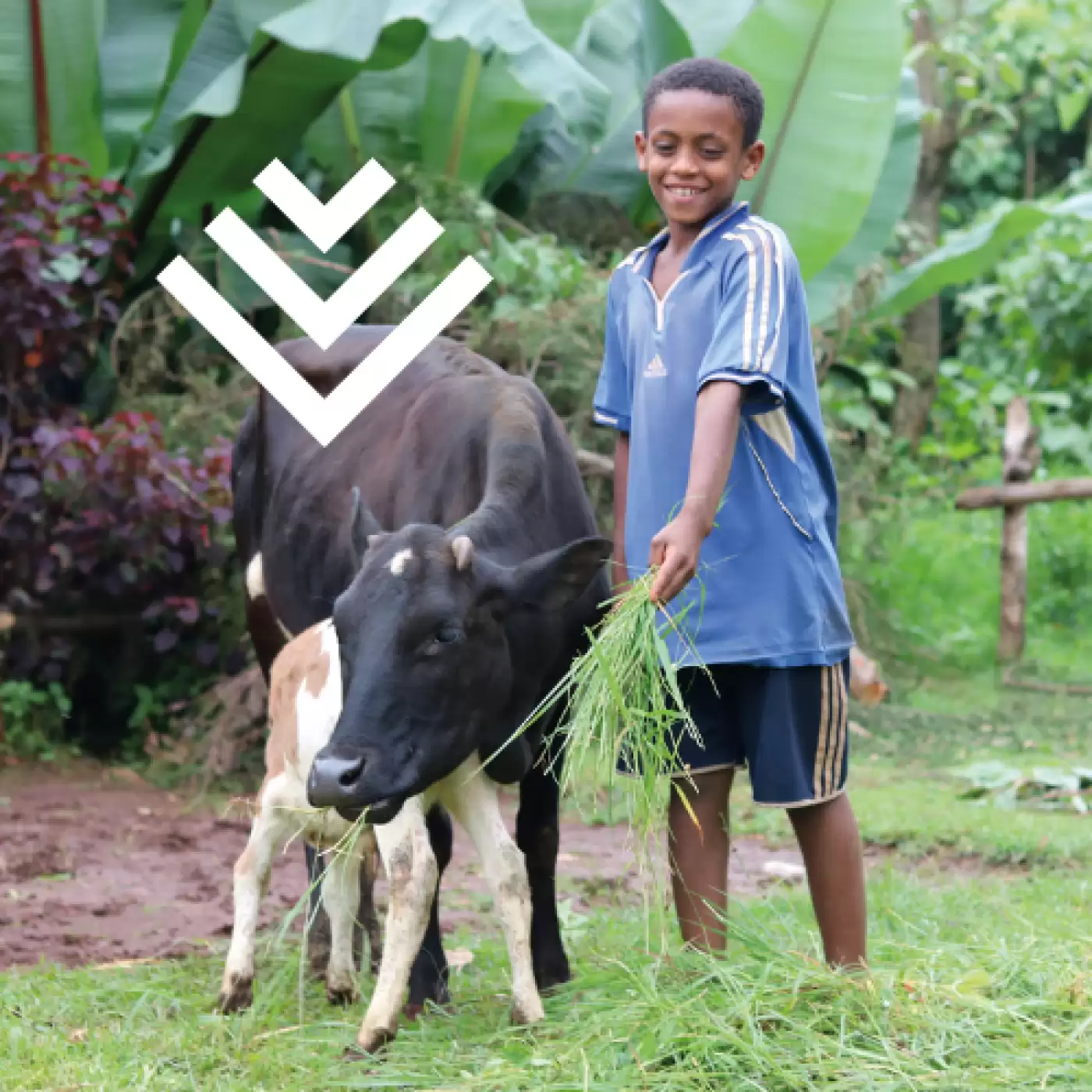 A dairy cow in Uganda